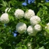 Metode uzgoja viburnum bulldenezh